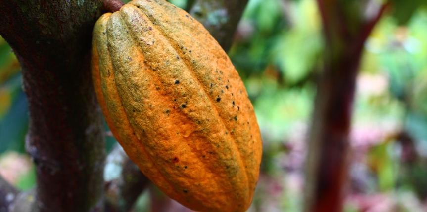 How many calories are present in Cocoa Beans?
