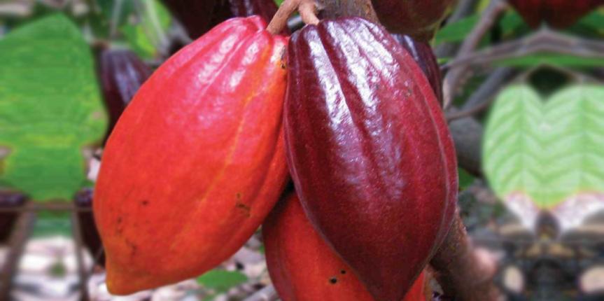 How to produce good quality Cocoa Beans?