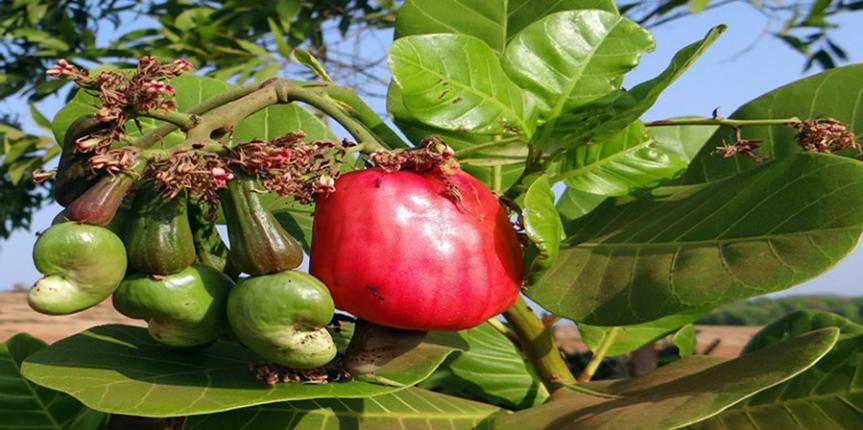 cashew1