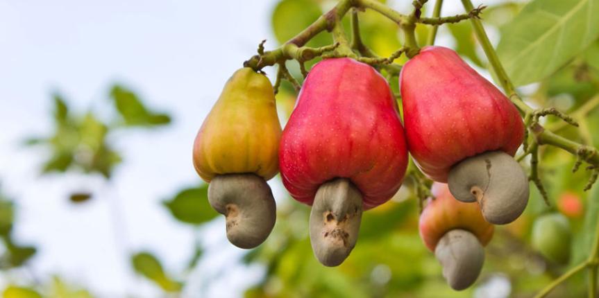 Cashew-Nut-