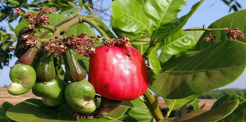 cashew