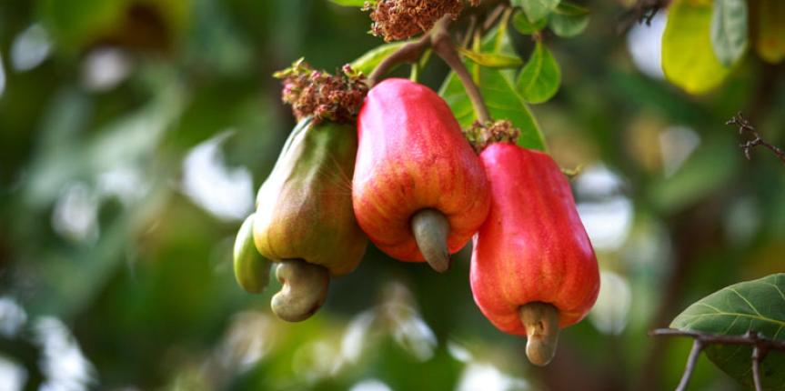 What are the Health Benefit of Cashews?